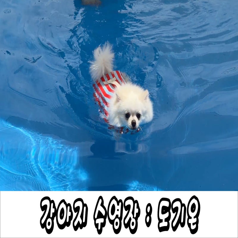 대구 근교 강아지 수영장 애견카페 도기온 수영하고 셀프목욕 이용 후기!