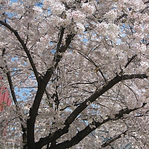 #8. 캐논 익서스 ixus 70 후기, 작례