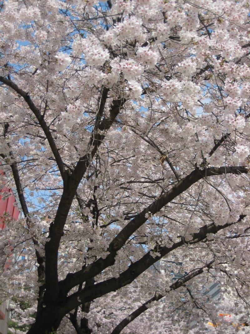 #8. 캐논 익서스 ixus 70 후기, 작례
