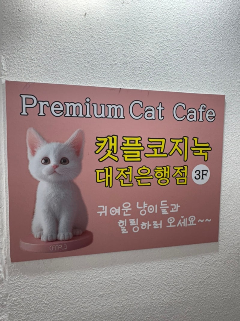 대전 은행동 고양이 카페 ‘캣플코지눅’ㅣ성심당 근처 힐링코스 추천