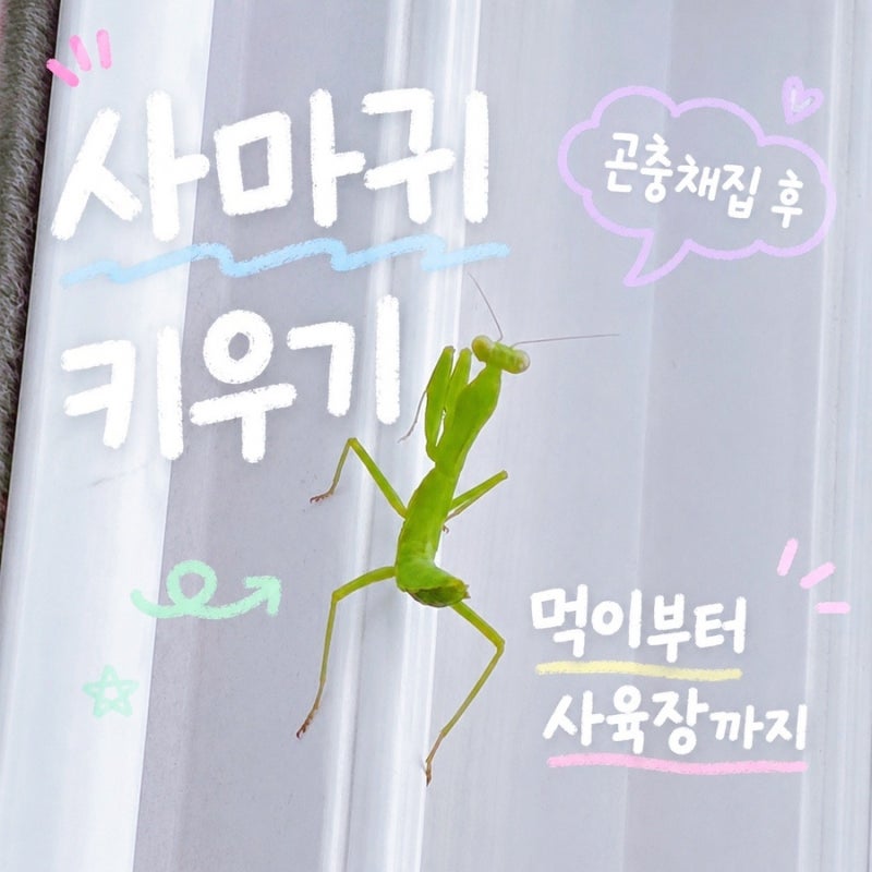 곤충채집 후 사마귀 키우기 도전!먹이와 사육장 관리 총정리