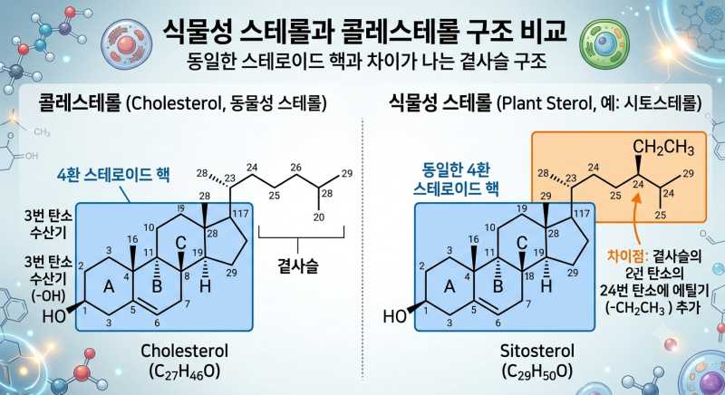 식물성 스테롤이란? 콜레스테롤을 낮추는 원리와 올바른 섭취법