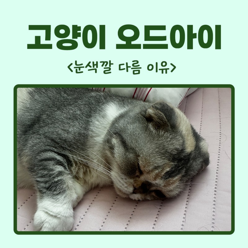 고양이 오드아이 눈색깔 다름 왜그런걸까?