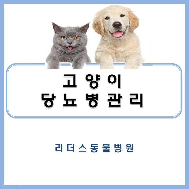 고양이 당뇨 질환 / 고양이 당뇨 치료 관해 / 고양이 SGLT2억제제 사용 / 고양이 혈당 조절관리