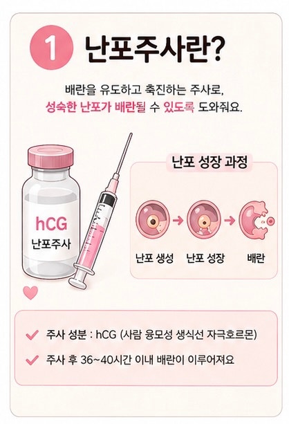 임신준비｜난포주사란? 맞는 이유부터 임테기 사용 시기까지 총 정리