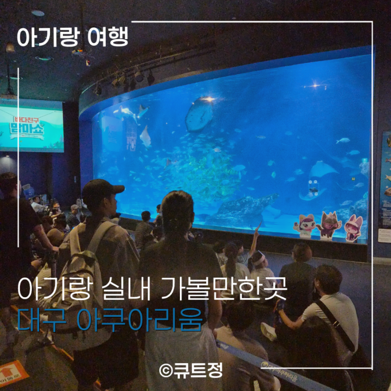 대구 아쿠아리움 아기랑 실내 갈만한곳 연간하프권 이용 주의 사항 및 기본정보