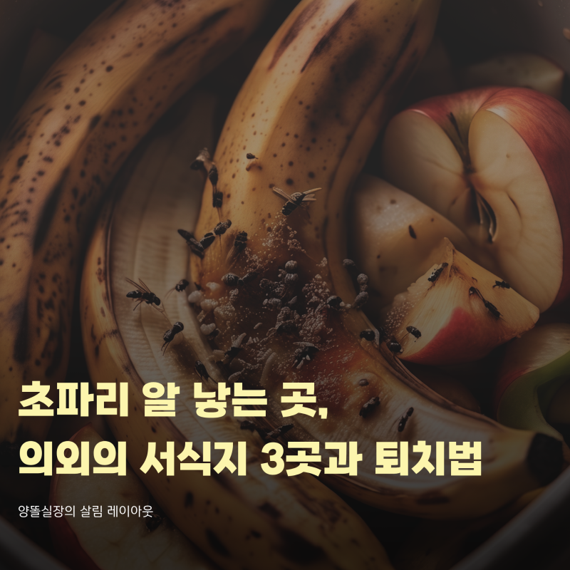 초파리 알 낳는 곳, 의외의 서식지 3곳과 확실한 퇴치법