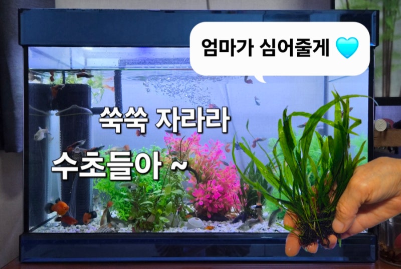 요즘 엄마의 관심사는 ! 바로 수초로 어.꾸(어항 꾸미기)