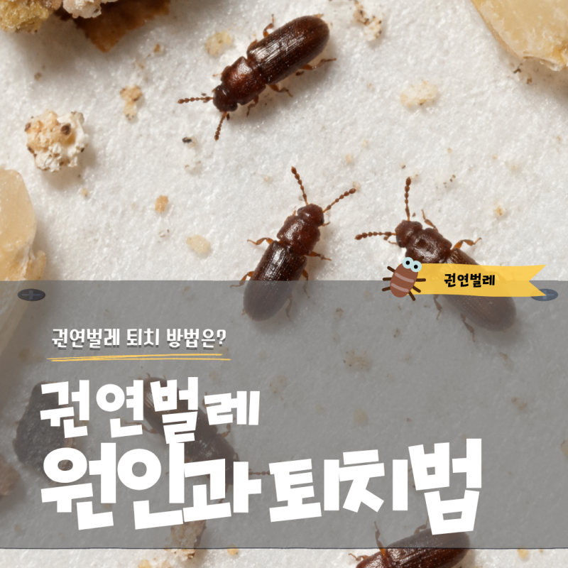 권연벌레 왜 생길까? 원인과 퇴치 방법 물린자국 관리까지
