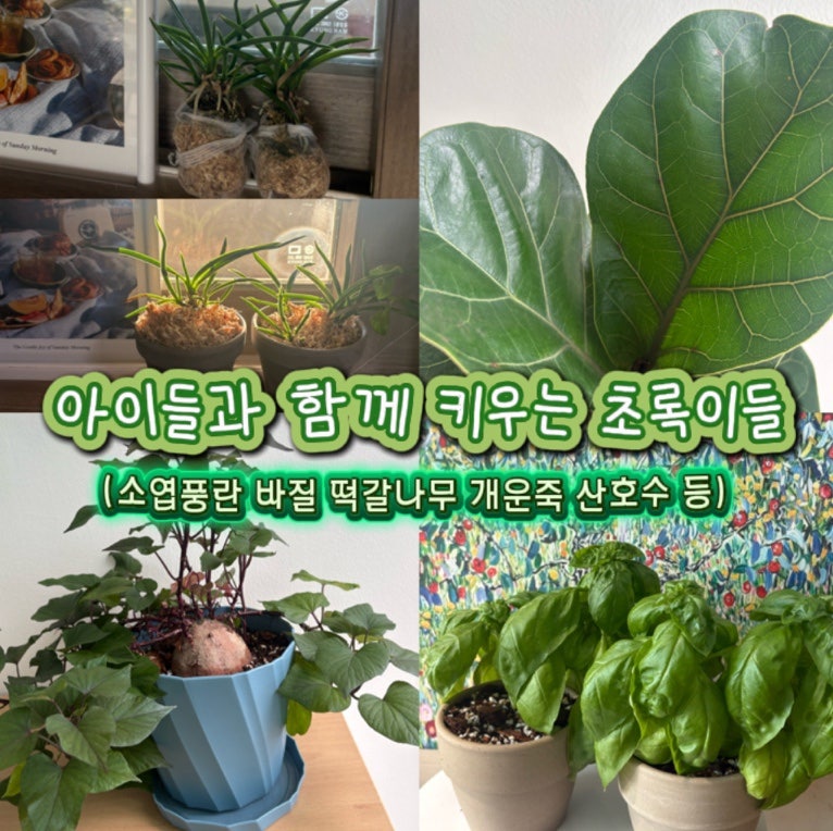 아이들과 함께 키우는 초록이들 대전 어린이회관 소엽풍란 바크 식재부터 바질, 떡갈나무, ....