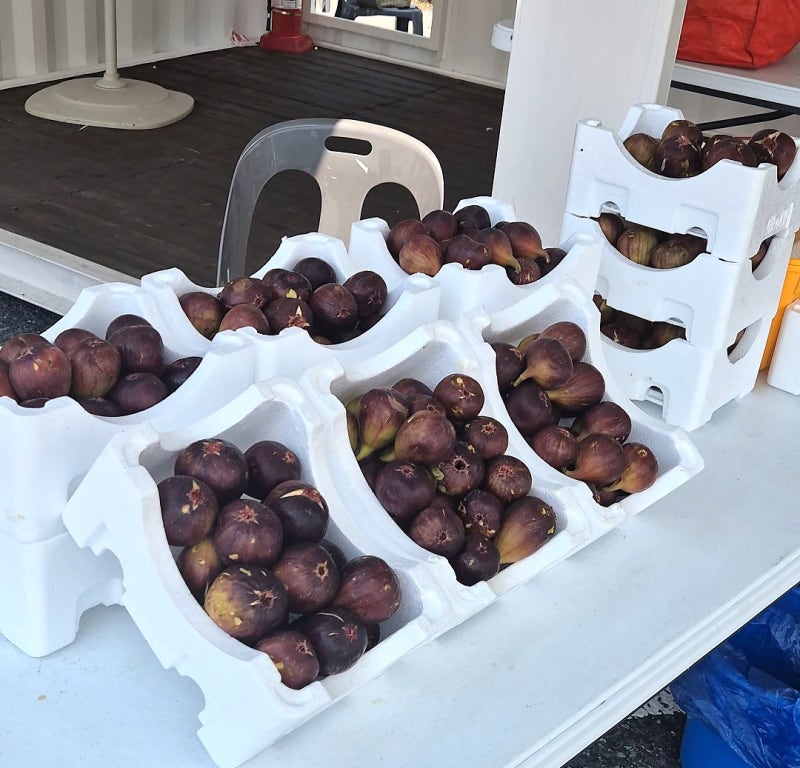 영암특산물 무화과 시즌시작! 직거래장터에서 제철 무화과 만나기