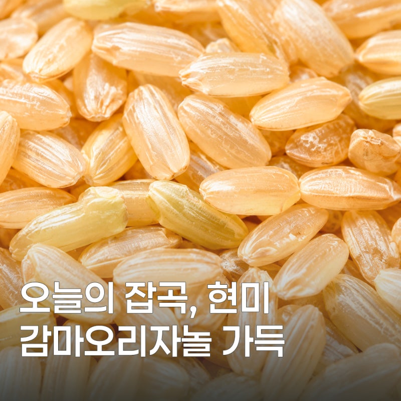 현미 보관법과 효능 한눈에 정리