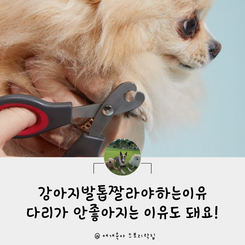 강아지발톱자르기 짤라야하는이유 자르다 피가 나요 혈관