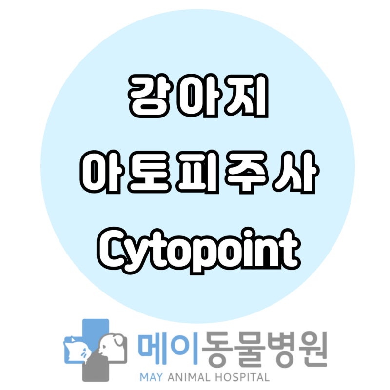 울산 강아지 가려움증 해결사! 사이토포인트 주사 효과와 특징 정리 (메이동물병원)