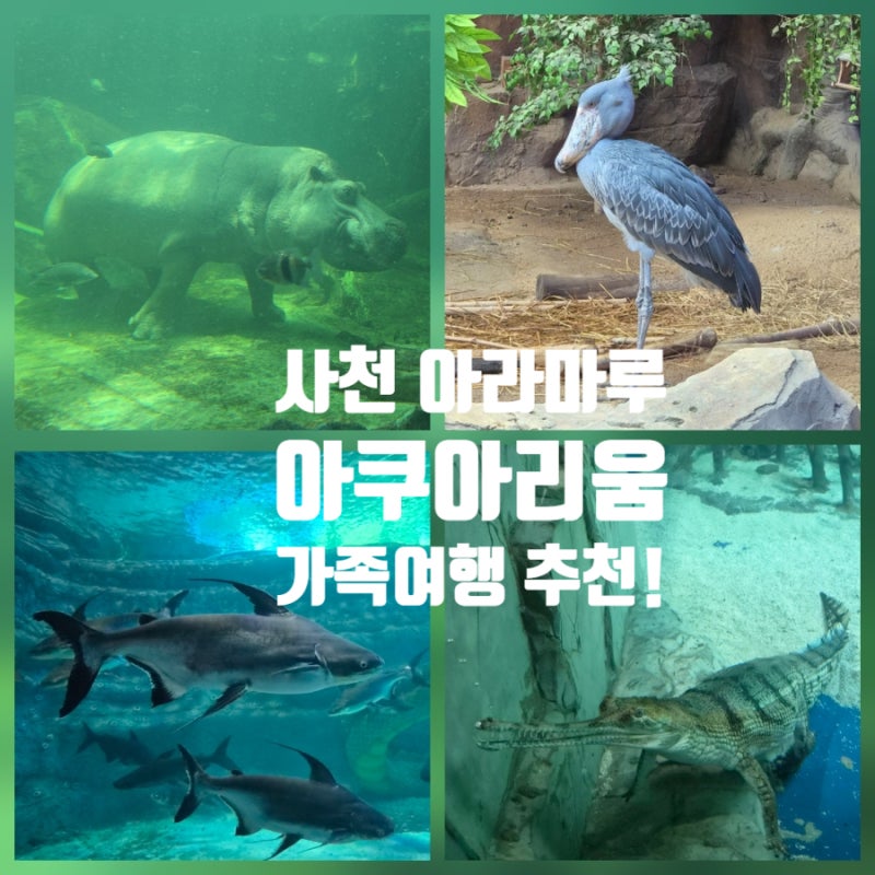Sacheon Must-Visit: Aramaru Aquarium - My Review of Meeting Hashik the Hippo (Admission, Parking, Showtimes)