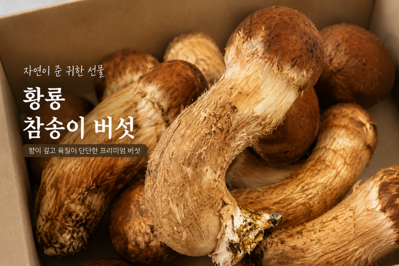 산지직송 황룡 참송이 버섯 집에서 먹어본 후기 국내산버섯 제대로 즐기는 방법