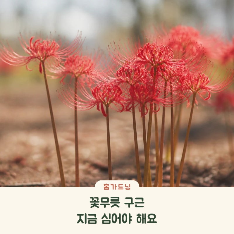 꽃무릇 가을에 꽃 보려면 지금 구근 심어야 해요