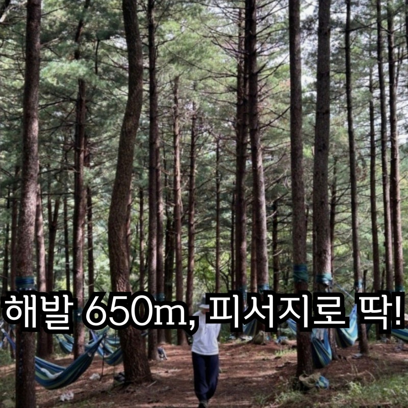 여름 피서지로 진짜 시원할까? 국립진안고원산림치유원 핵심 총정리 (예약·준비물)