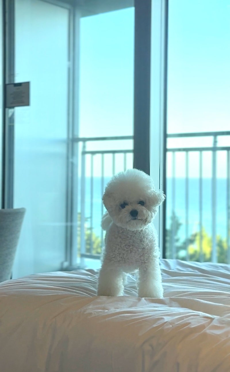 강릉 세인트존스 호텔 애견동반 오션뷰 후기