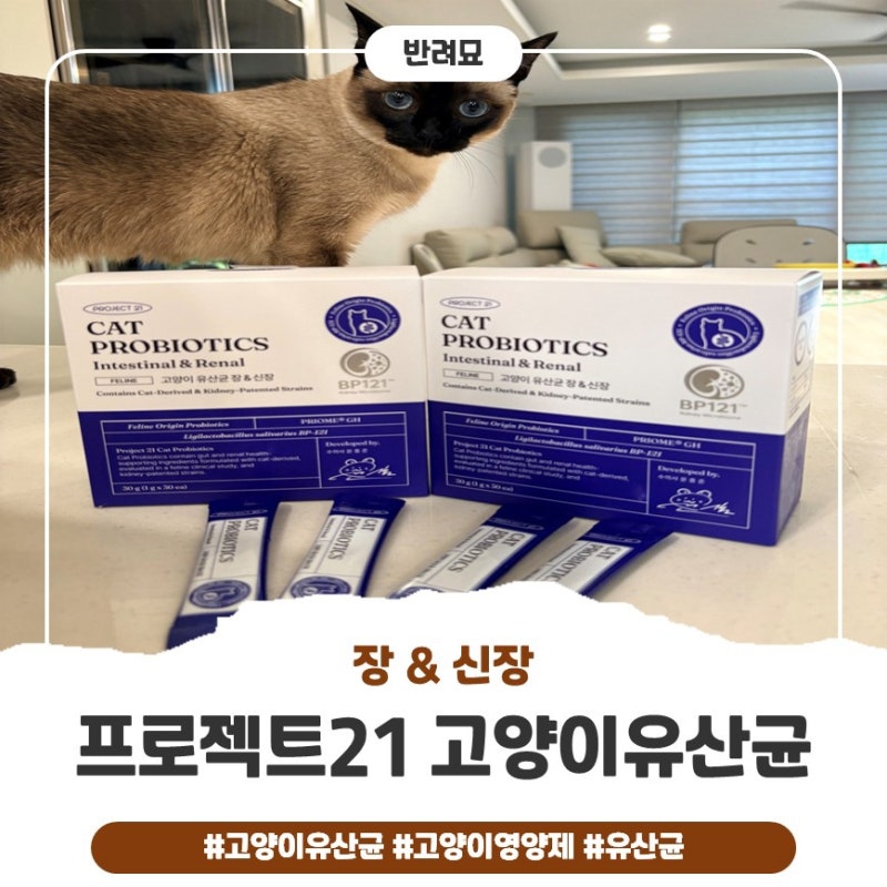프로젝트21 고양이 유산균 장&신장 후기 | 지니&아라도 잘 먹는 고양이 유산균 추천