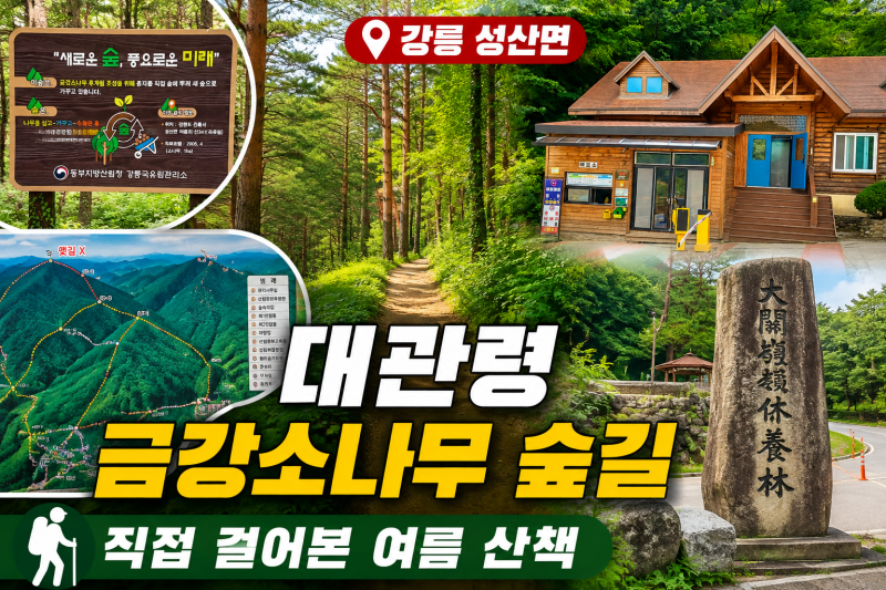 강릉 대관령자연휴양림 금강소나무 숲길, 직접 걸어본 여름 산책