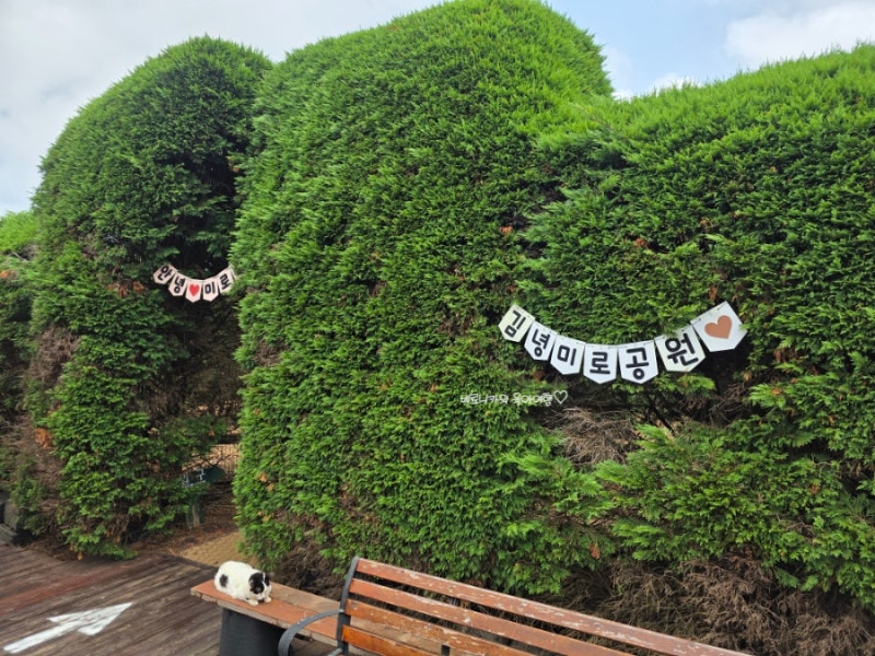 김녕미로공원 | 소요시간 무한대, 나이 상관 없이 즐거운 제주도 여....