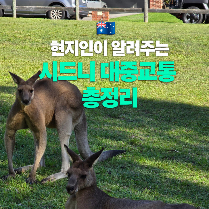 호주 시드니 대중교통 총정리 : 트램 페리 타는법 오팔카드 요금 할인 앱 추천