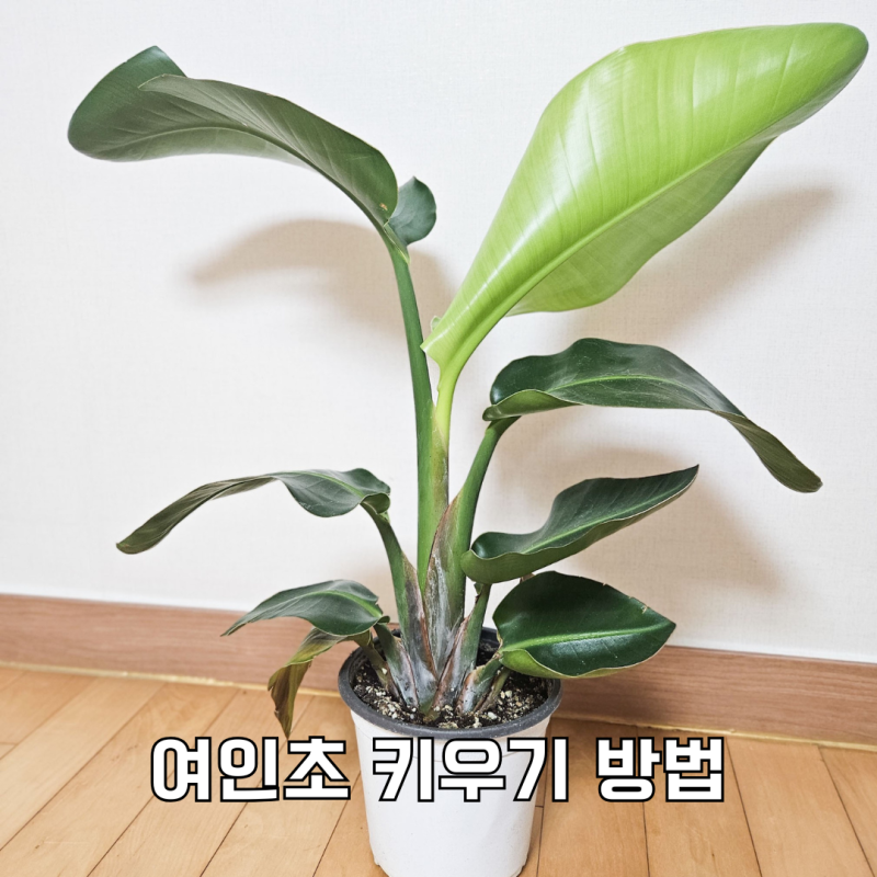 여인초 키우기, 아래 잎이 노래질 때