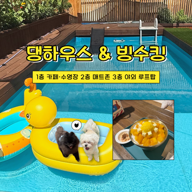 대구 애견동반 카페 추천, 댕하우스 빙수킹 강아지 없어도 방문 가능