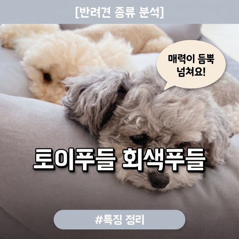 토이푸들 미니푸들 회색푸들 특징 정리