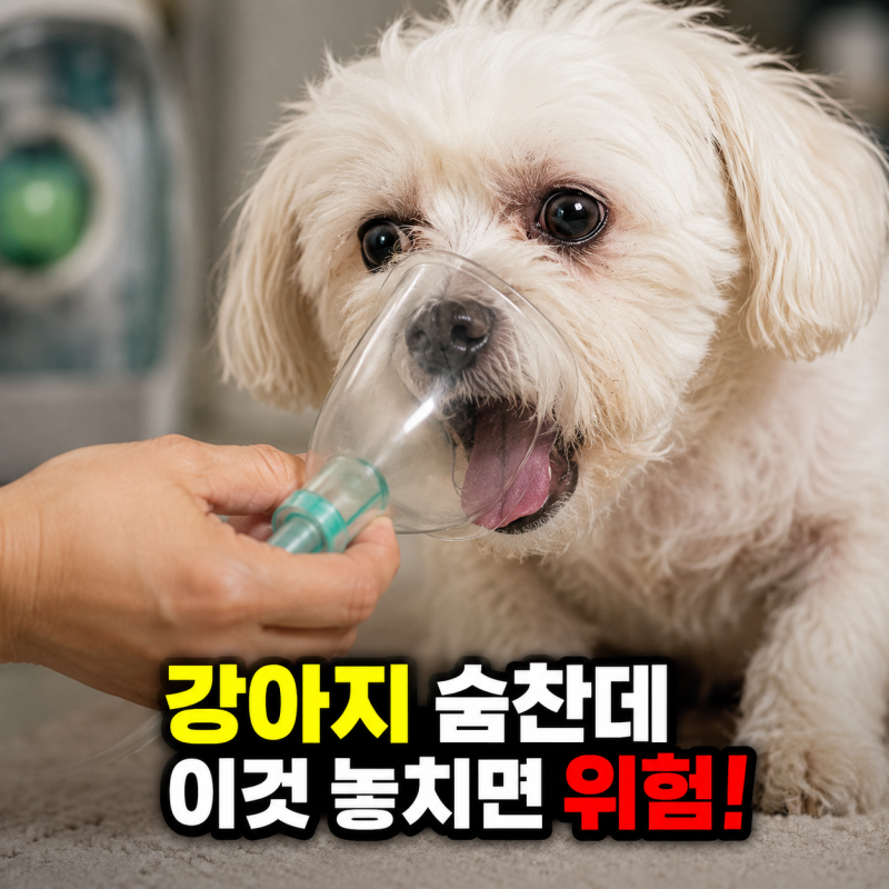 강아지 기관지영양제 효과는? 코막힘 호흡곤란 산소방 호흡기 관리법