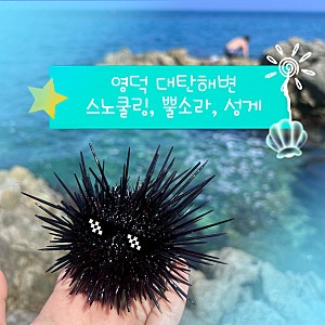[영덕] 스노쿨링, 뿔소라, 성게 포인트 - 대탄해변 후기