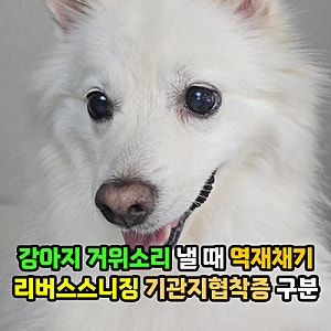 강아지 거위소리 낼 때 원인과 대처는? 과호흡 역재채기 증상, 리버스스니징 기관지협착증 ....