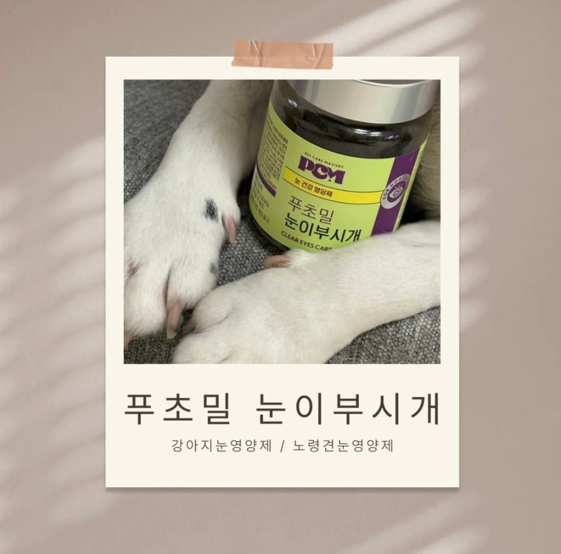 강아지 백내장 방치하면 큰일나요, 노령견 눈 영양제 진작 먹일걸
