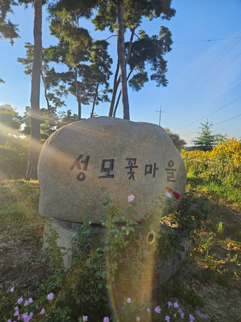성모 꽃 마을