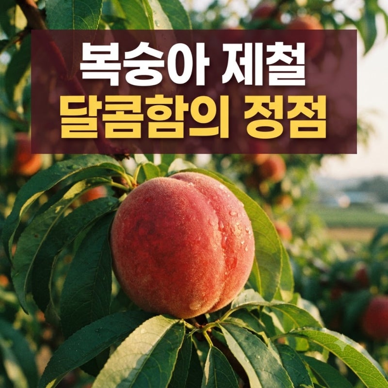 복숭아 제철 보관법 효능 칼로리 종류 (황도 대극천 신비) 총정리