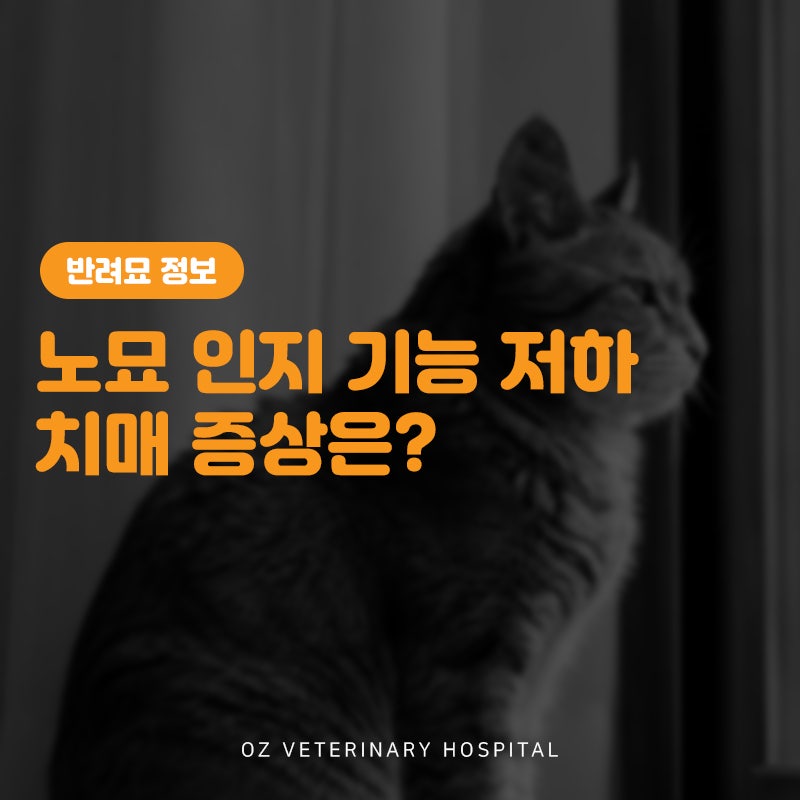 고양이도 치매가 생길까? 노묘 인니장애 증상