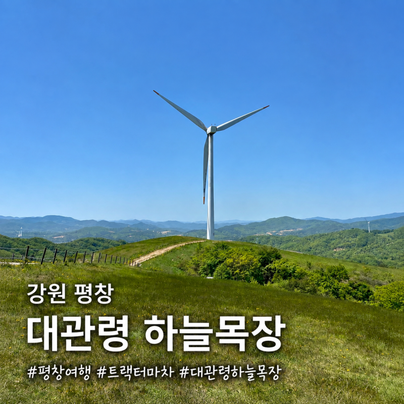 평창 아이와 가볼만한곳 대관령 하늘목장｜트랙터마차·동물체험 후기