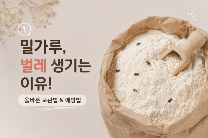 밀가루 벌레 생기는 이유! 밀가루 올바른 보관법과 벌레 예방법