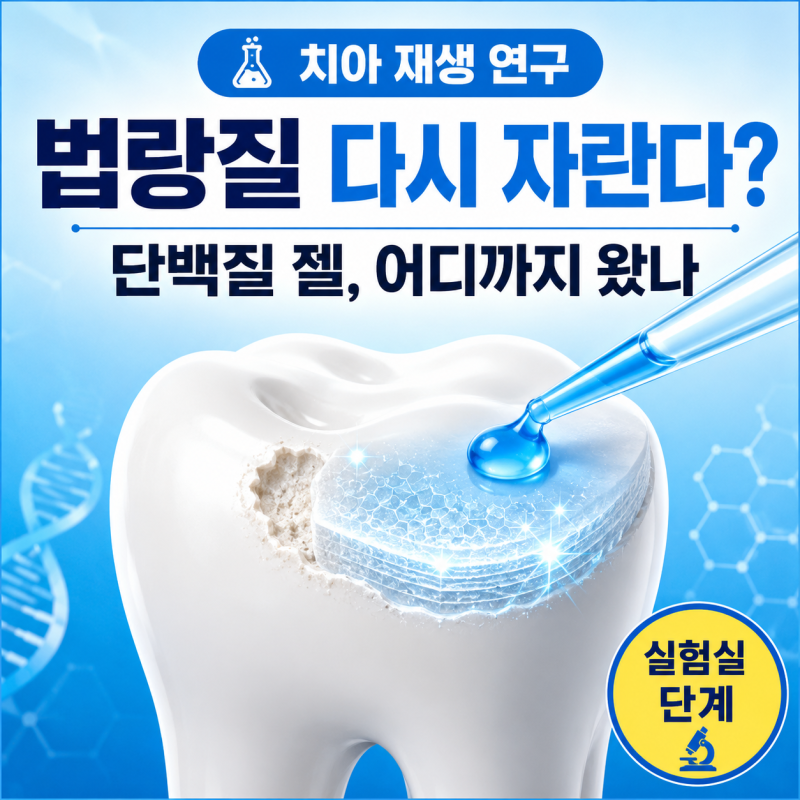 치아 법랑질이 다시 자란다? ‘단백질 젤’ 연구, 실제로 어디까지 왔을까?
