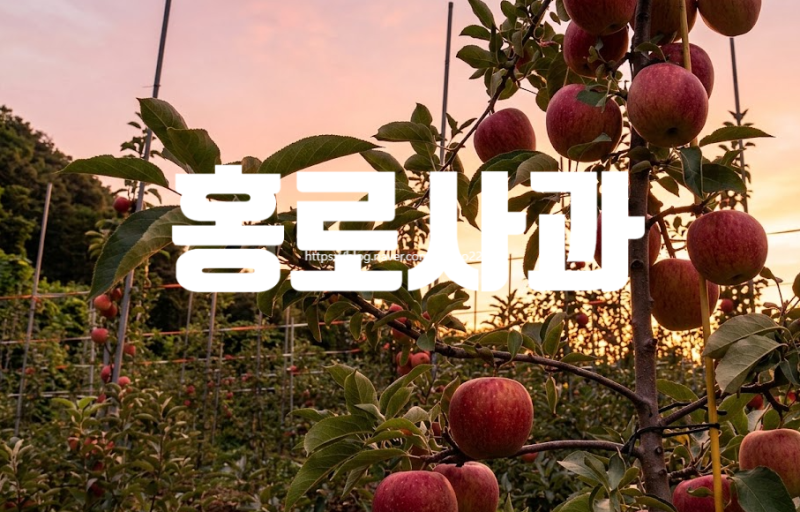 홍로사과 수확시기와 특징 | 대한민국 최초의 '우리 사과' 이야기