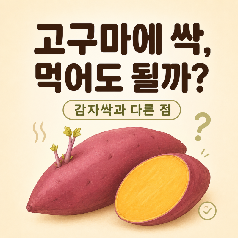 고구마에 싹이 났을 때 먹어도 될까? 감자싹과 다른 점 확인 기준
