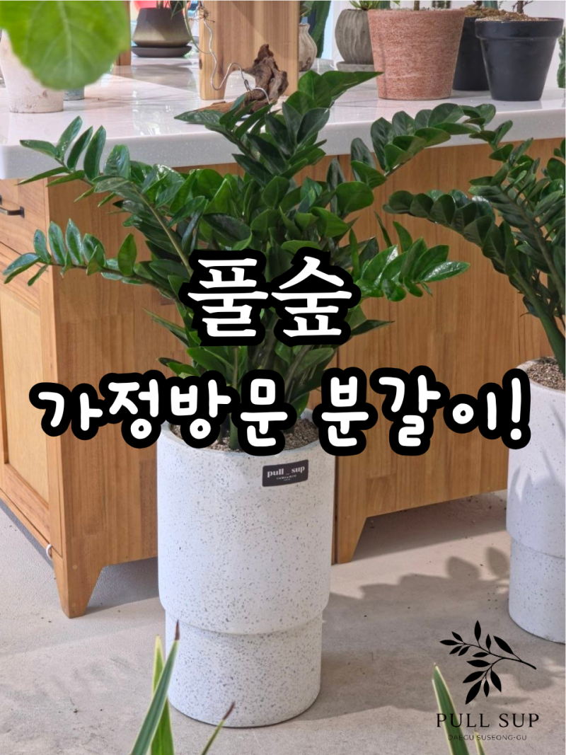 대구 분갈이 | 당일 출장 서비스로 해결! 스티로폼 가득했던 화분의 변신 | 전국 출장 분갈이 ....