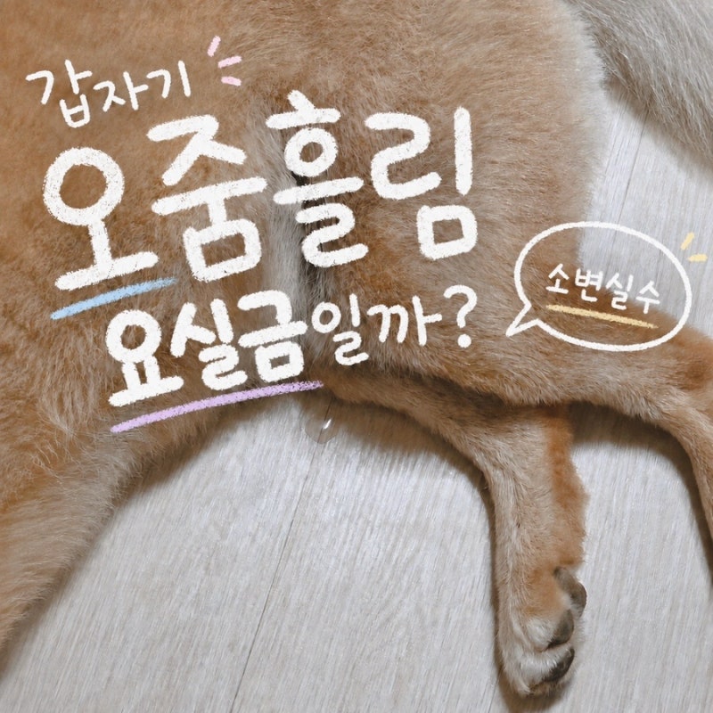 강아지 요실금일까? 갑자기 소변실수 투명오줌 지림 찔끔 흘리는 이유