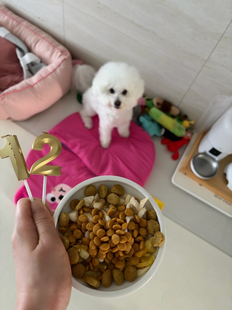 강아지 12살 생일선물은 몽슈슈 매트, LG 휘센 제습기 21L, 배변패드 알러지 맞춤 생일상 후기