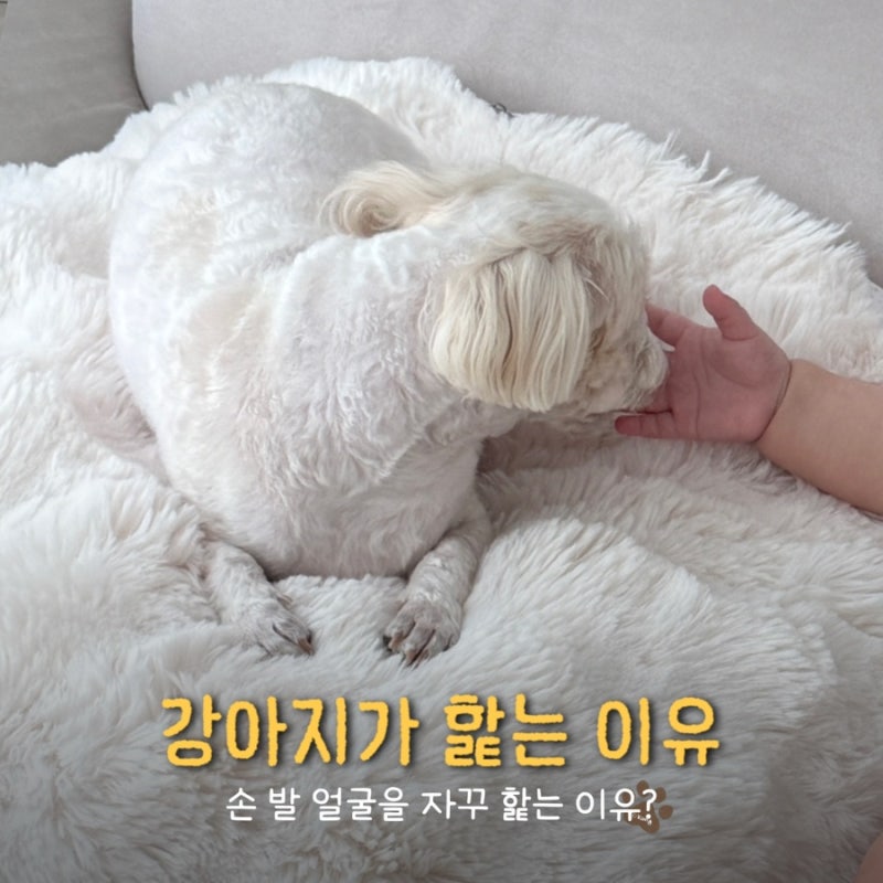 강아지 손 얼굴 핥는 이유와 병원 가야 하는 경우 총정리