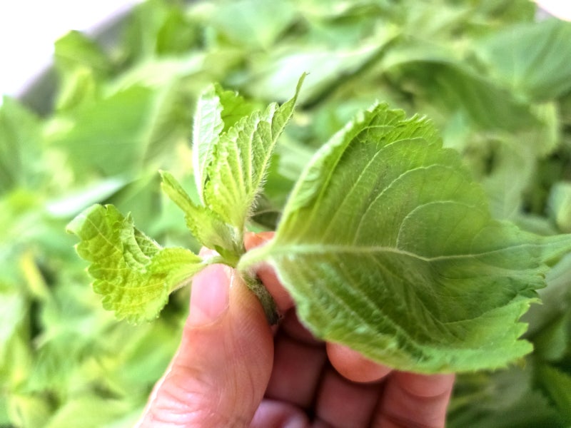 [제철 깻잎 효능]깻잎 손질법/깻잎 보관법/깻잎 저장법 2가지