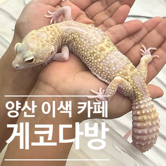 [양산 이색 카페] 파충류와 교감하는 이색 데이트 & 아이와 가볼 만한 곳, '게코다방' 방문 후....