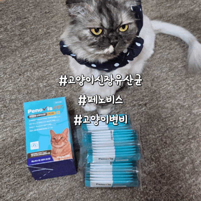 고양이 신장 유산균 추천, 업그레이드된 페노비스로 신장&장 건강 한 번에 케어하기