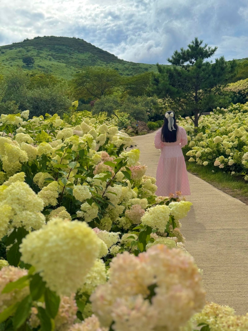 합천 황매산 군립공원 수국정원 경남 수국 명소 가볼만한곳